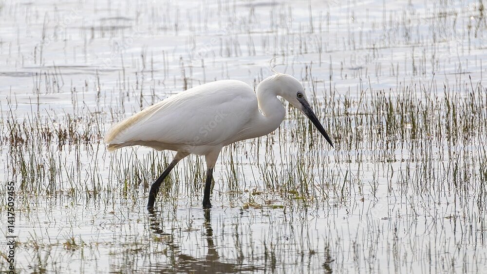 Aigrette garzette blanche qui marche dans l'eau